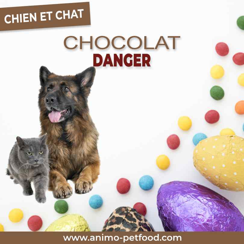 dangers du chocolat pour nos chiens et nos chats